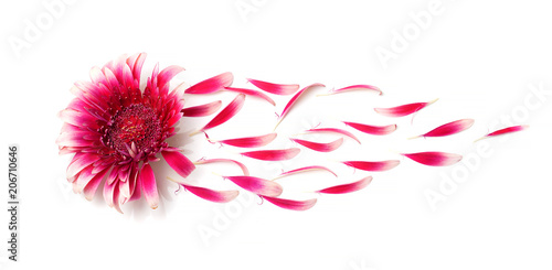 Fényképezés gerbera flower with petals blown off by wind on white background, concept