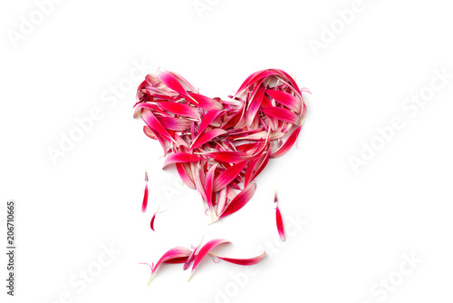 heart made out of gerbera flower petals on white background, concept