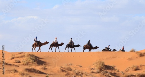 Camels in the Sahara