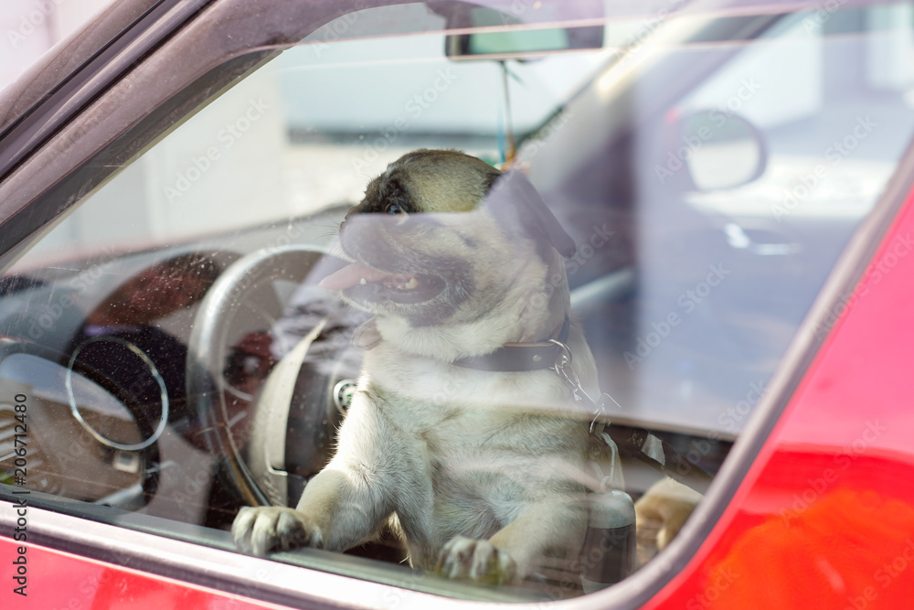 Kleiner Hund (Mops) sitzt alleine im Auto. Stock Photo | Adobe Stock