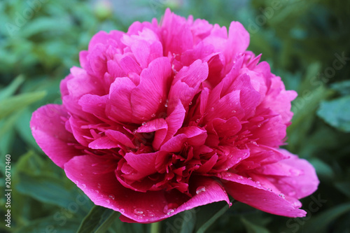 Close-up pink peony flower with raindrops on the petals