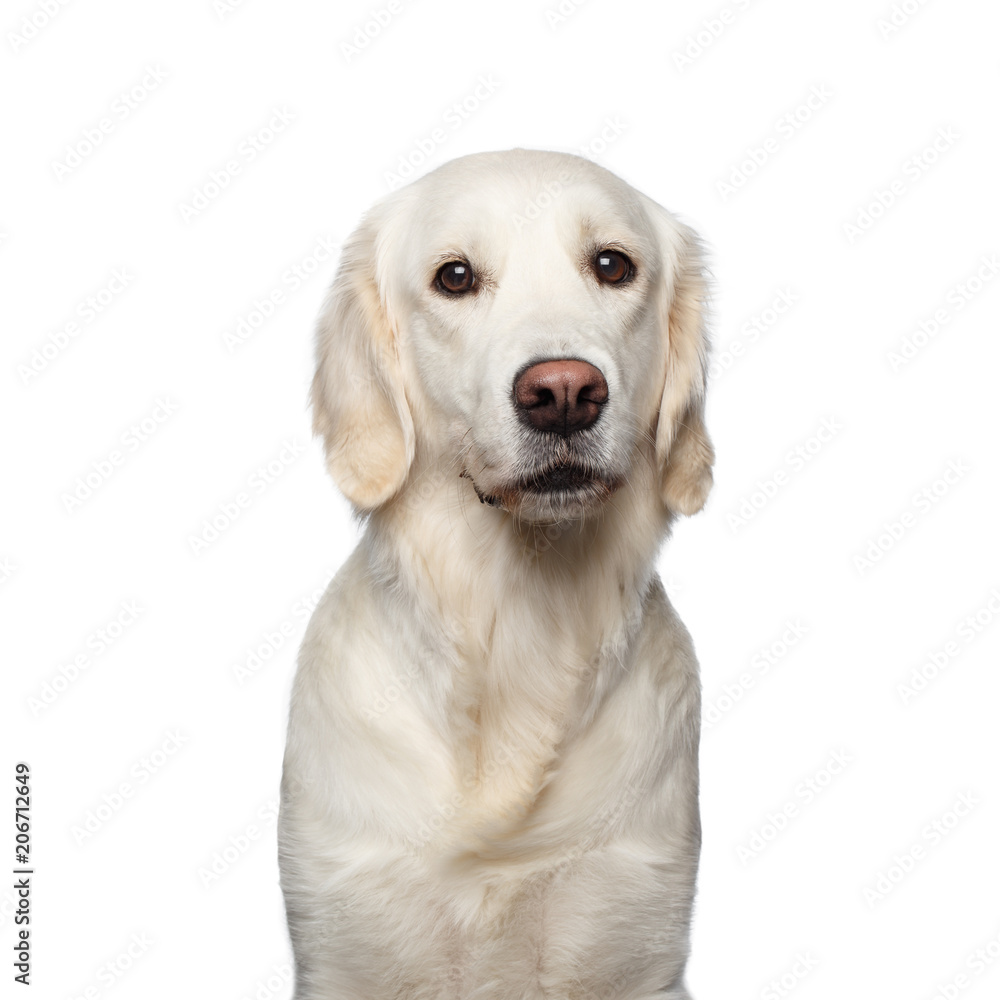 Funny Portrait of Golden Retriever Dog Looks Sad, Isolated on White Backgrond