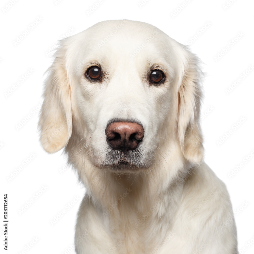 Funny Portrait of Golden Retriever Dog Looks Cute, Isolated on White Backgrond Funny Portrait of Golden Retriever Dog Looks Cute, Isolated on White Backgrond