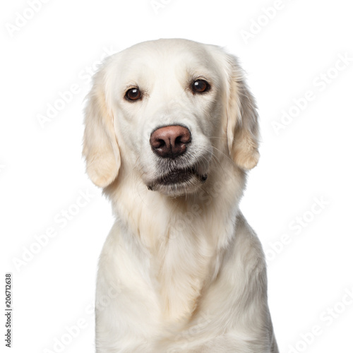 Fototapeta Naklejka Na Ścianę i Meble -  Funny Portrait of Golden Retriever Dog Looks Curious, Isolated on White Backgrond