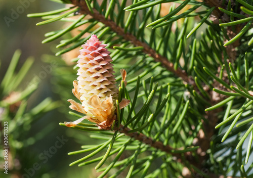 Branches of a coniferous tree