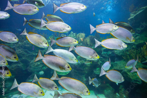 Fototapeta Naklejka Na Ścianę i Meble -  Tropical fish underwater