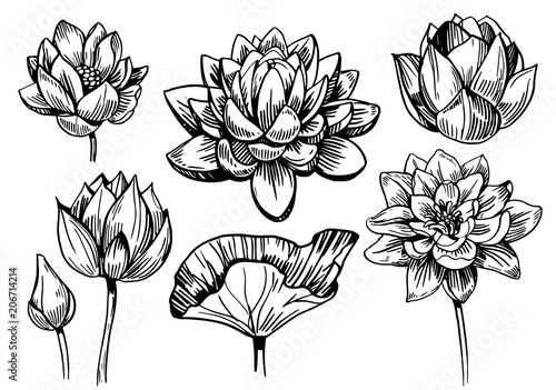Lotus sketch