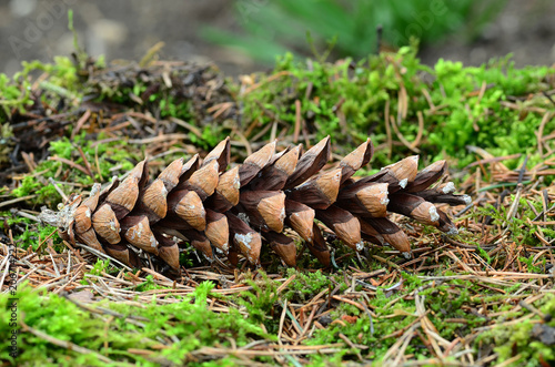 Weymouthkiefer, Pinus strobus, Zapfen,