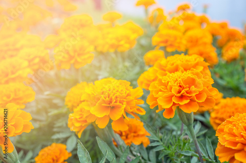 Fototapeta Naklejka Na Ścianę i Meble -  Orange  flower in garden for presentation in Holy day and happy day. Sun shine orange color.Picture for interior design. For decorated in living room.
