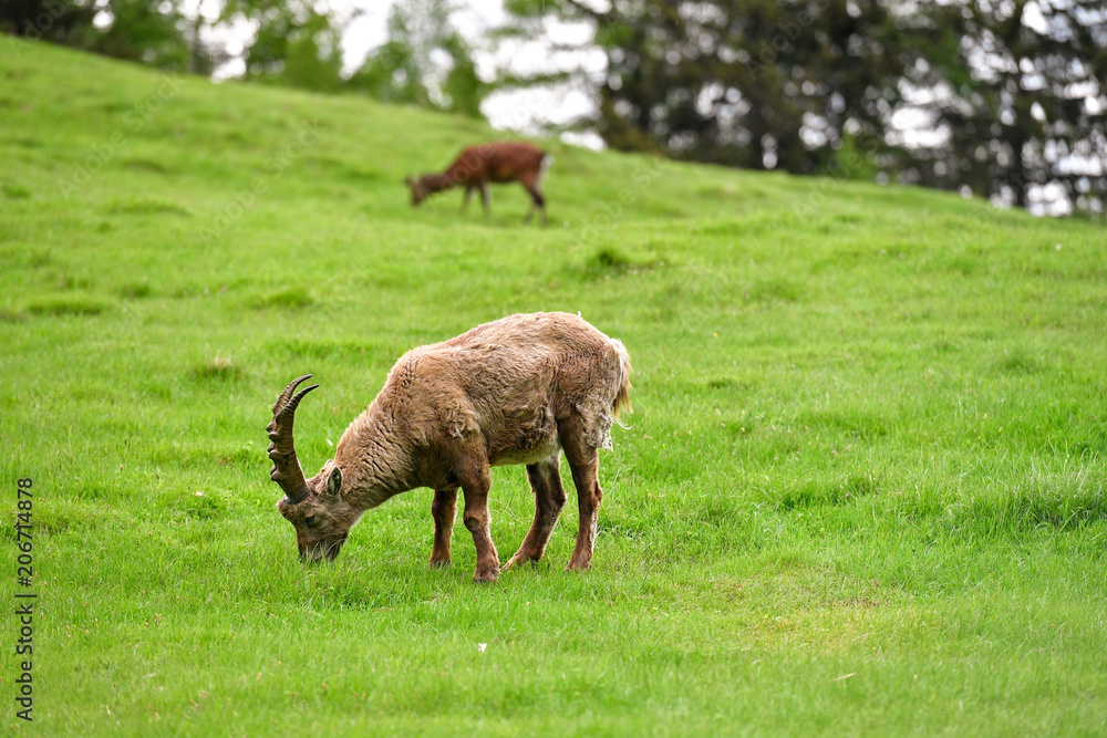 Faune sauvage - Chamonix Faune sauvage - Chamonix