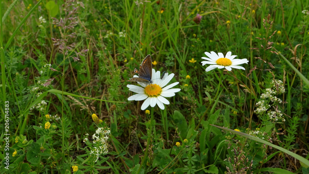 Schmetterling auf Blume Schmetterling auf Blume
