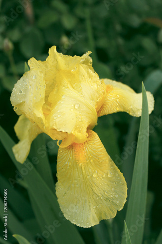 Fototapeta Naklejka Na Ścianę i Meble -  Summer yellow flower with raindrops on the petals