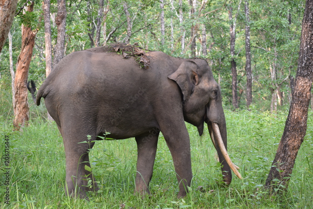 Fototapeta premium WILDLIFE