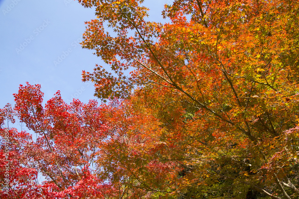 Maple trees  in Kenrokuen garden