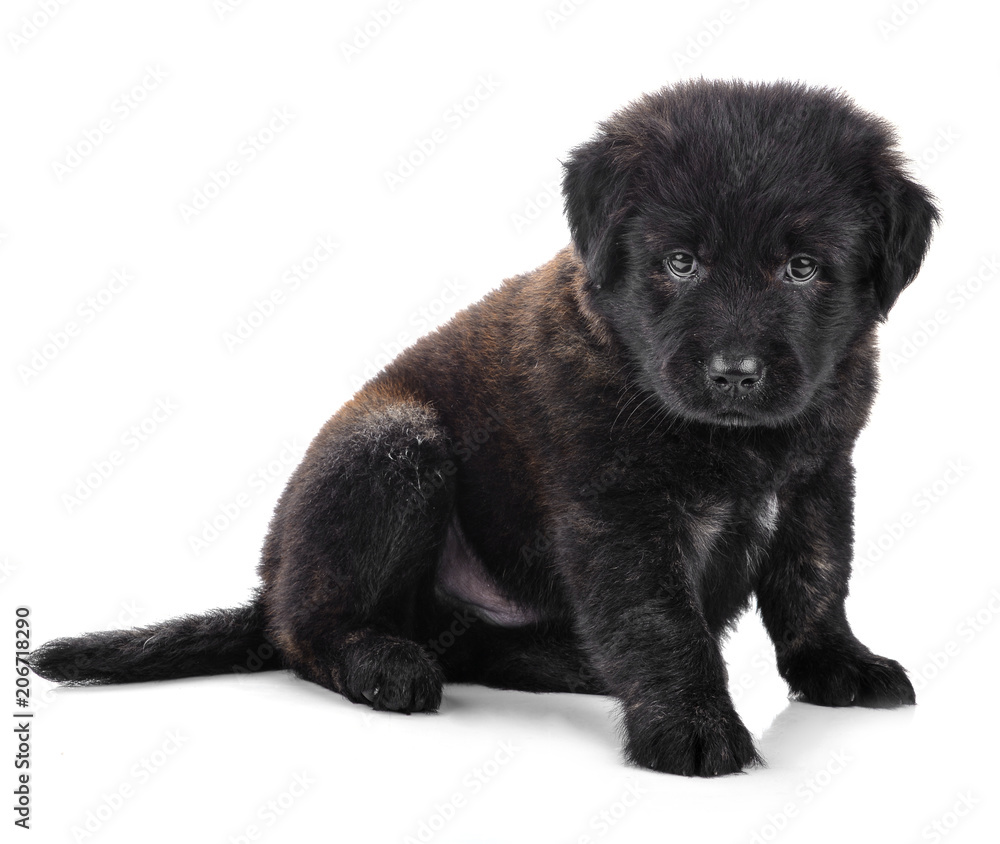 Golden Retriever puppy dog isolated on white background Golden Retriever puppy dog isolated on white background