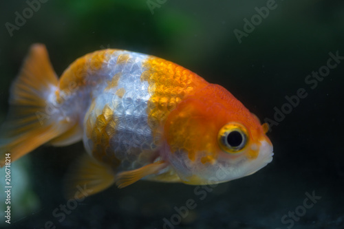 らんちゅう、金魚、熱帯魚：Ranchuu Gold fish 