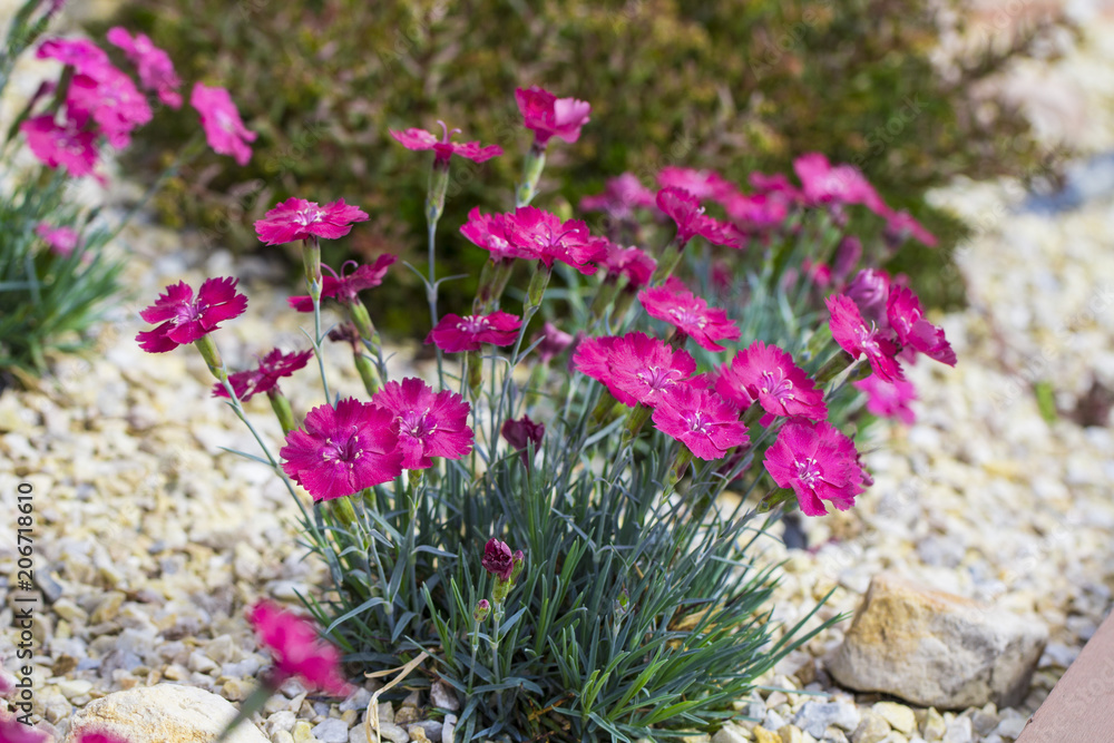 Obraz premium Carnations are beautiful flowers for your garden close up