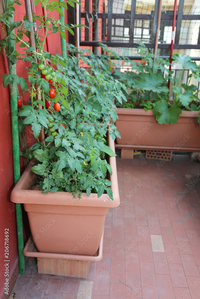 house in the city with pots for growing tomatoes and other veget