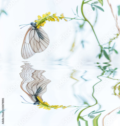 White butterfly and yellow ...