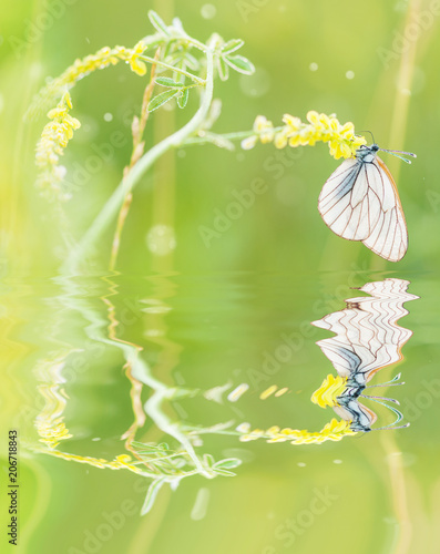 White butterfly and yellow ...