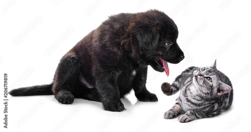 Golden Retriever puppy dog and American Shorthair cat isolated on white background Golden Retriever puppy dog and American Shorthair cat isolated on white background
