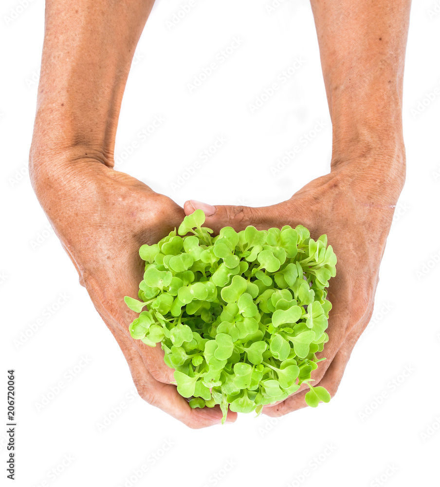 fresh vegetables in the hands of farmers isolated on a white background