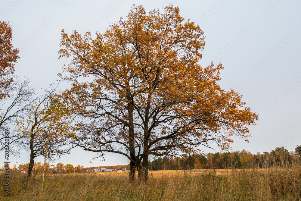 Autumn landscape in a cloudy evening is full of melancholy. Lonely trees with withering foliage amidst the desolate expanses.