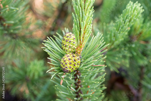 mountain pine cones on twig