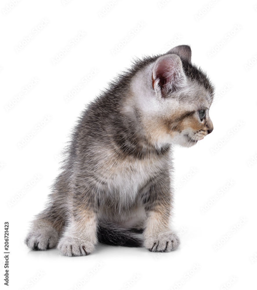 Pet kitten on the white background Pet kitten on the white background