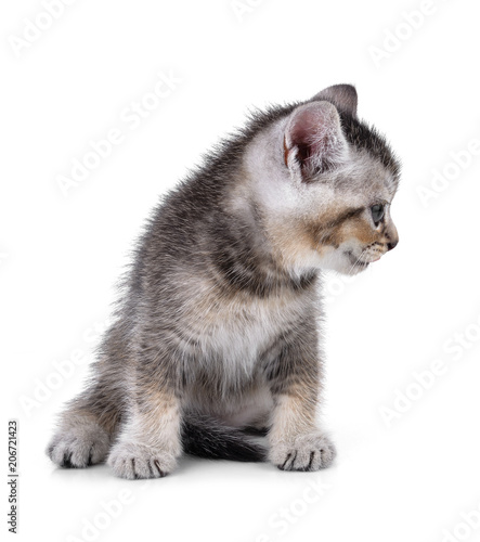 Pet kitten on the white background