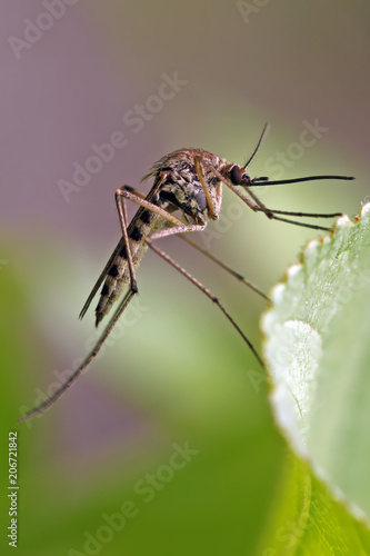 Mosquito resting on the grass.