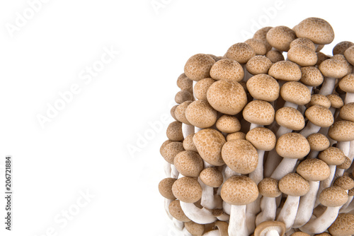 shimeji mushrooms brown varieties isolated on white background