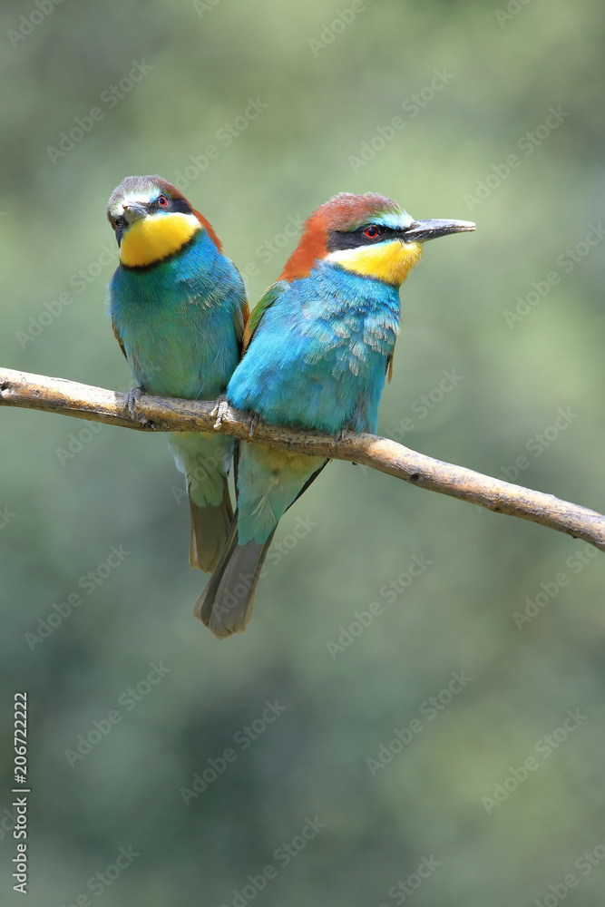 Obraz premium Couple of bee-eaters curled up