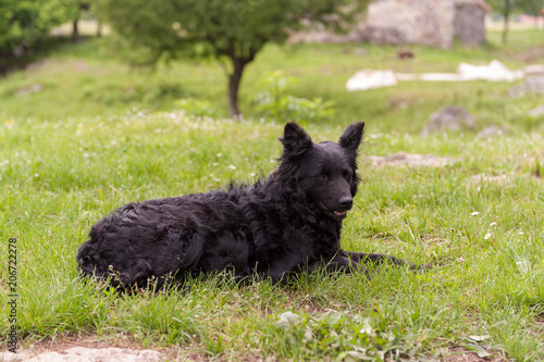 Croatian shepherd dog in the field. Black dog in nature, outdoors.