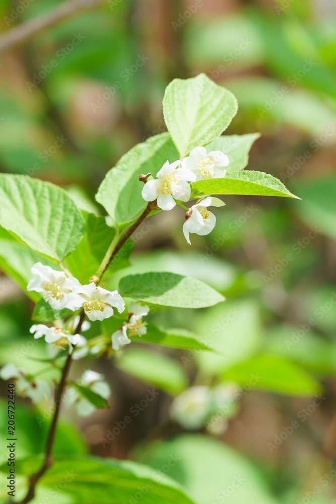Flowering perennial shrub vines Actinidia colomicta (lat. Actinidia kolomikta), or slider Flowering perennial shrub vines Actinidia colomicta (lat. Actinidia kolomikta), or slider