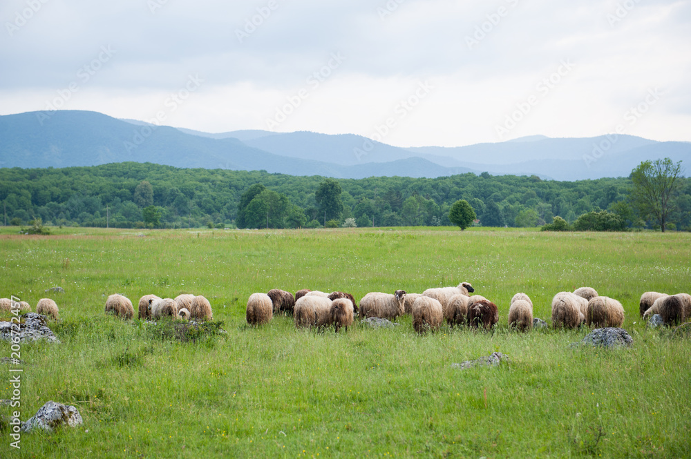 Flock of sheep in a field. Green grass.