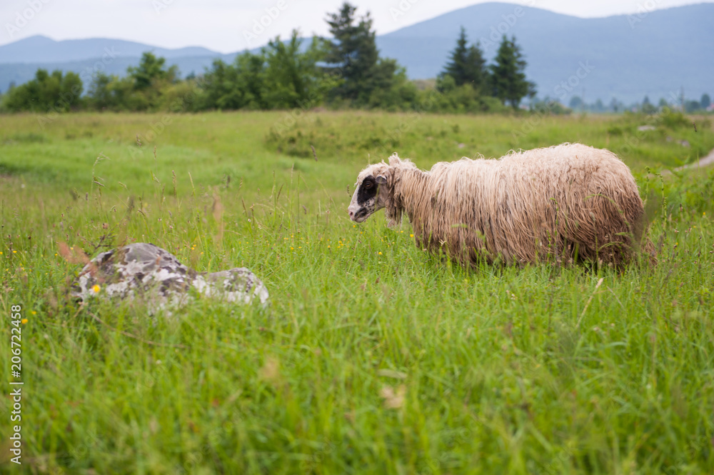 Fototapeta premium Sheep in a field with tall grass.