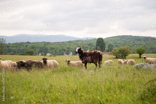 Brown Sheep in a field with tall grass. © Domagoj