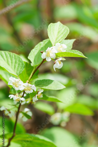 Flowering perennial shrub vines Actinidia colomicta (lat. Actinidia kolomikta), or slider