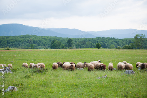 Flock of sheep in a field. Green grass.