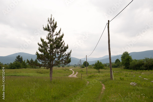 Rural landscape with tree and electric pole. 