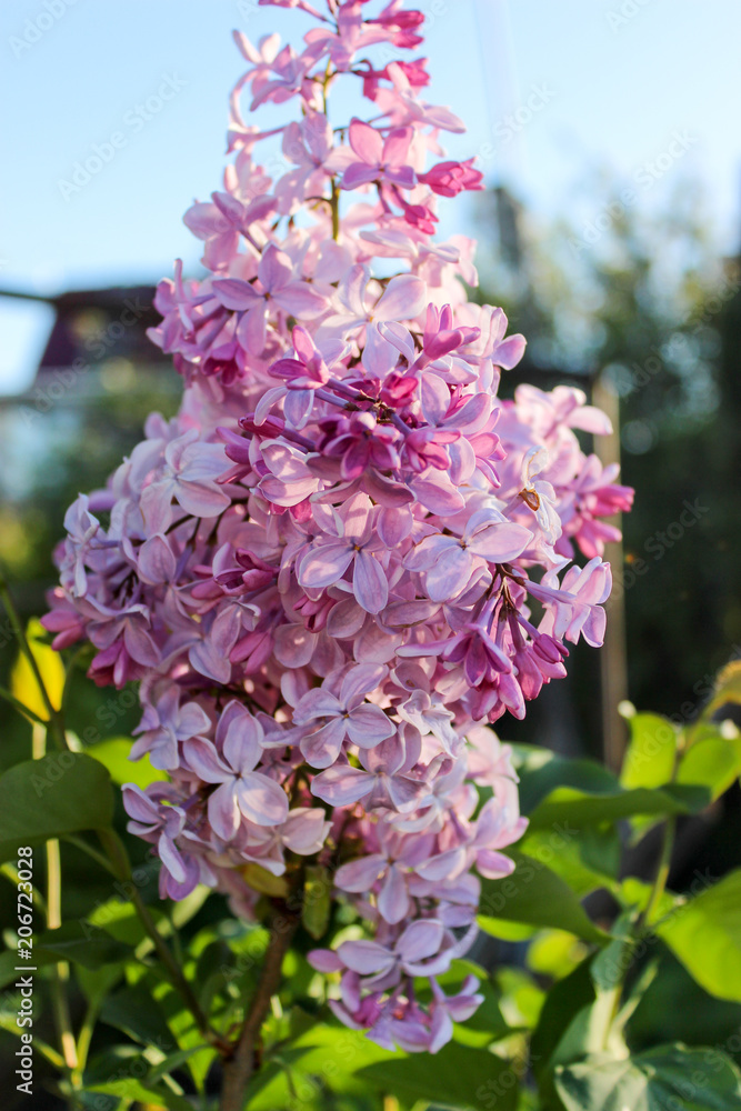 Obraz premium Blooming lilac close-up