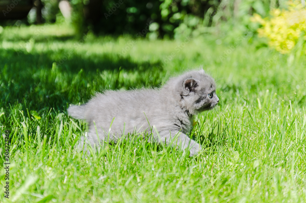 A cute kitten learns to take the first independent steps in the open air A cute kitten learns to take the first independent steps in the open air