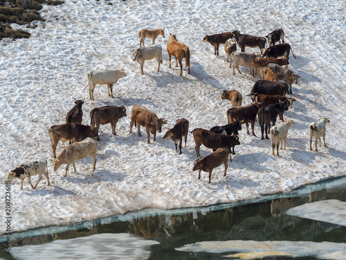 Herd of cows grazing on a snowfield close to an alpine lake. Italian Alps. Italy