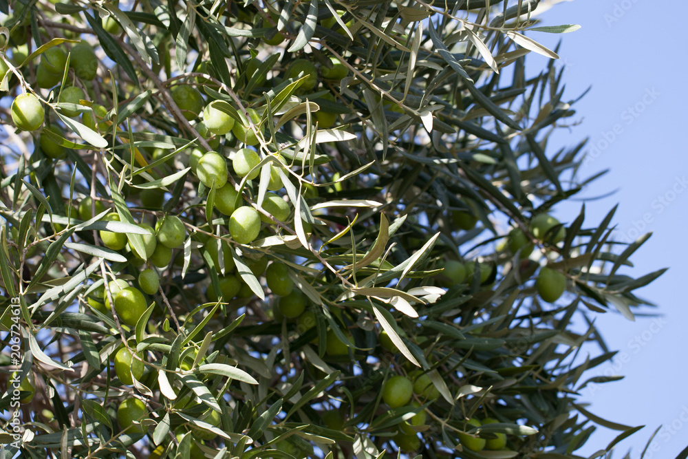 olive tree on nature with blue sky behind olive tree on nature with blue sky behind