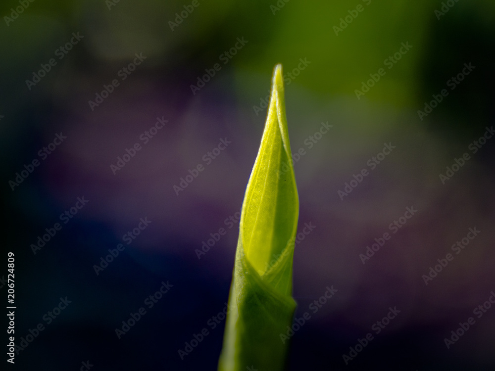 A beautiful swamp flower