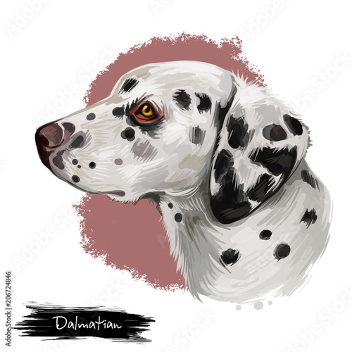 Dalmatian, Carriage Dog, Spotted Coach Dog, Firehouse Dog digital art illustration isolated on white background. Croatian origin companion dog. Cute pet hand drawn portrait. Graphic clip art design