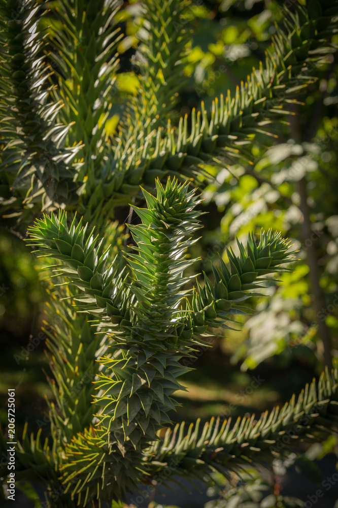 branch of young green araucaria tree. Valdivia, Chile.