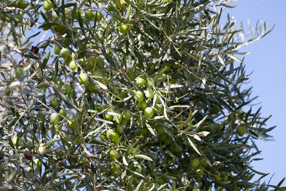 olive tree on nature with blue sky behind olive tree on nature with blue sky behind