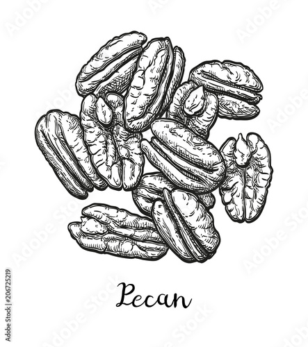 Ink sketch of pecan